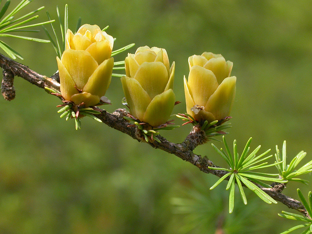 Image of Larix cajanderi specimen.