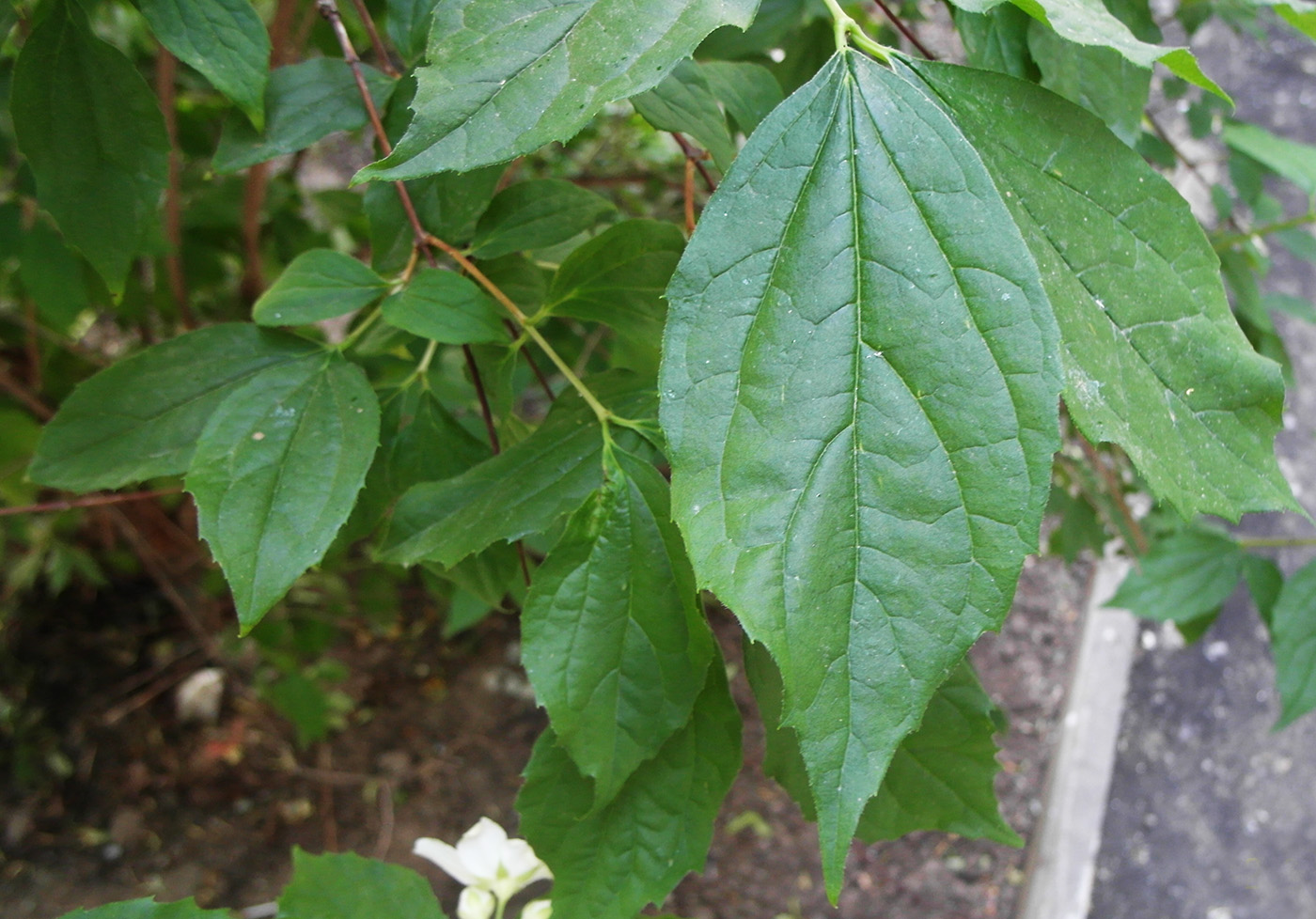 Изображение особи Philadelphus coronarius.