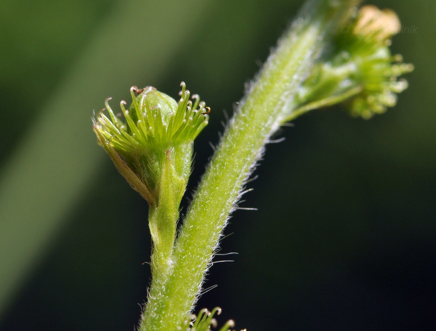 Image of genus Agrimonia specimen.