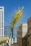 Pennisetum alopecuroides