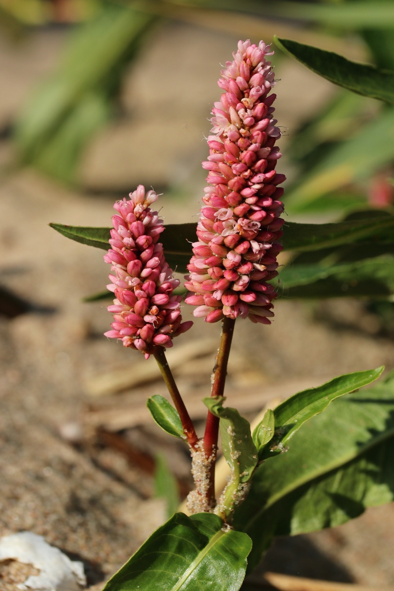 Изображение особи Persicaria amphibia.