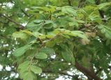 genus Sorbus