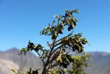 Juniperus turkestanica