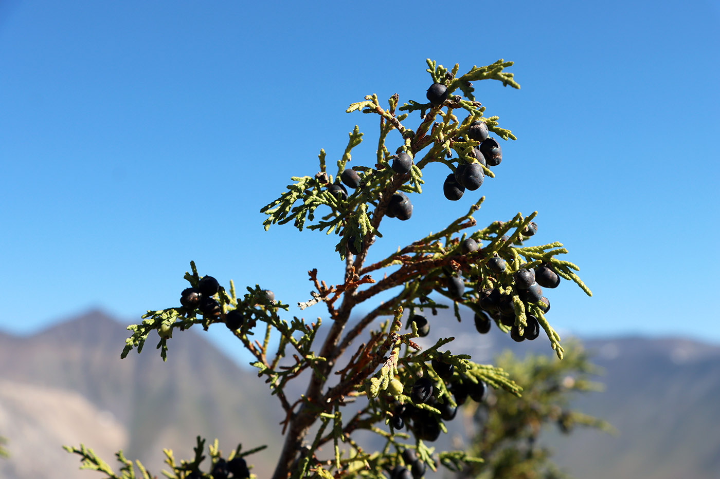 Изображение особи Juniperus turkestanica.