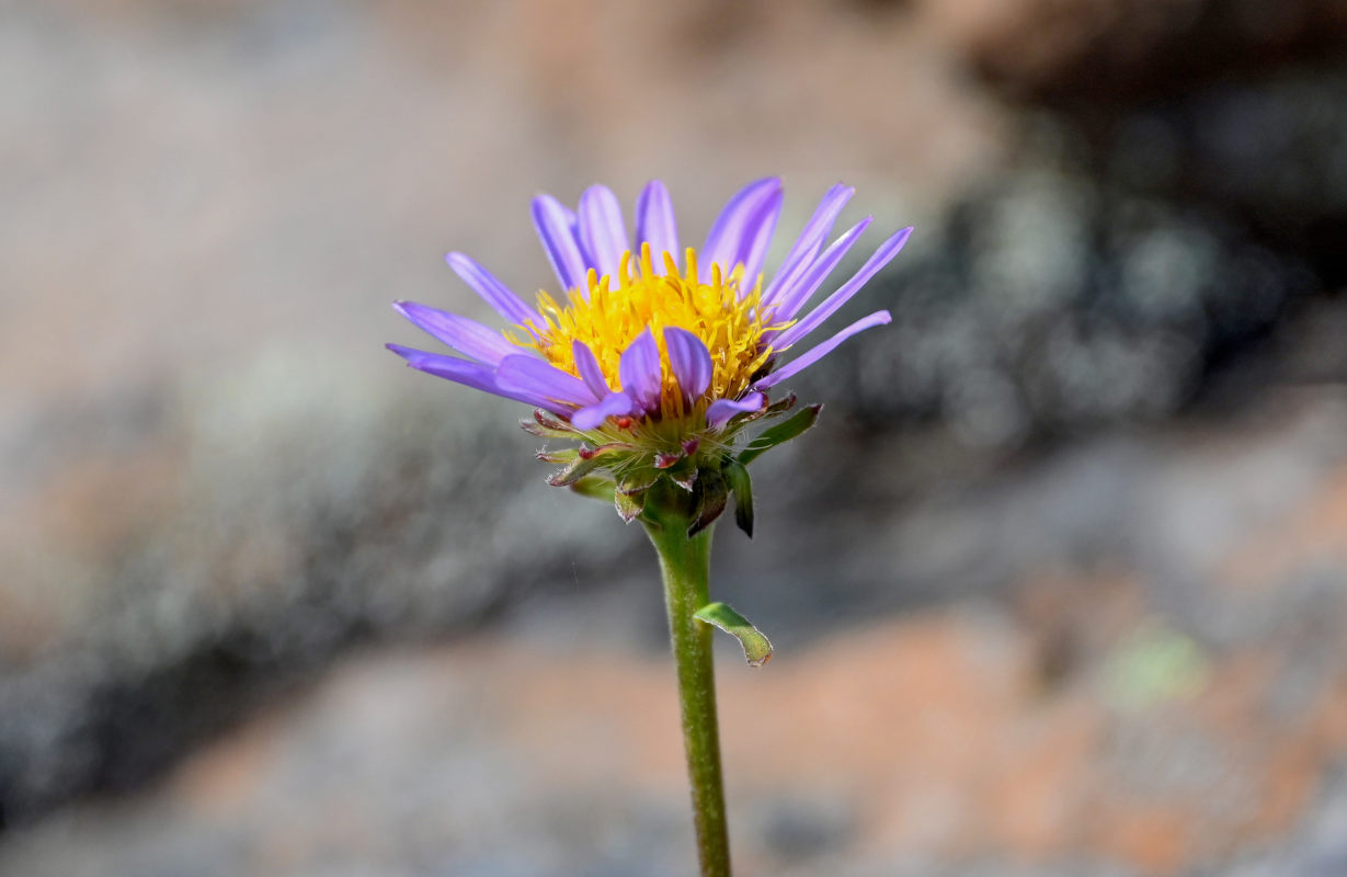 Image of Aster alpinus specimen.