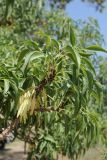 Fraxinus sogdiana