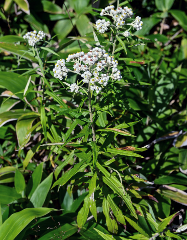 Image of Anaphalis margaritacea specimen.