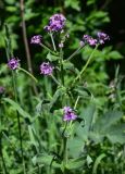 Hesperis sibirica