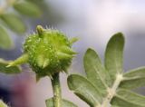 Tribulus terrestris