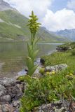 Veratrum lobelianum. Цветущее растение. Карачаево-Черкесия, Урупский р-н, хр. Загедан, долина Ацгарских озёр, ≈ 2500 м н.у.м., берег озера. 09.08.2023.