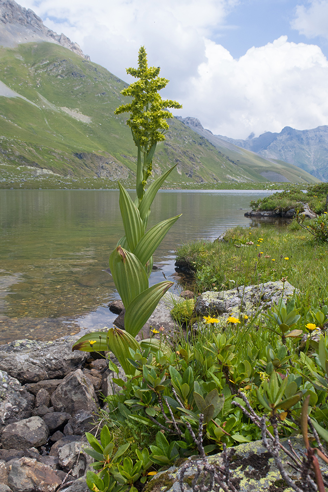 Изображение особи Veratrum lobelianum.