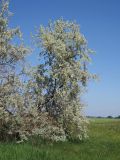 Elaeagnus angustifolia