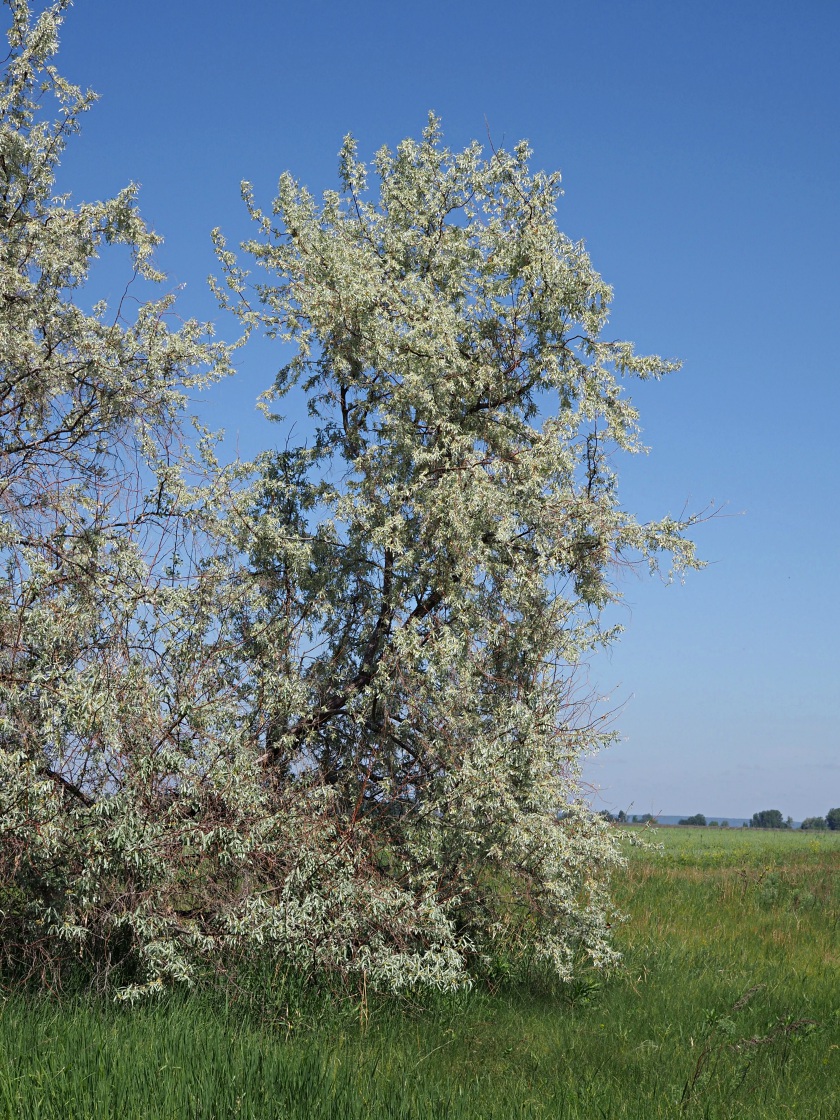 Image of Elaeagnus angustifolia specimen.