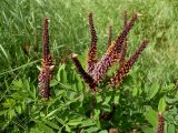 Amorpha fruticosa