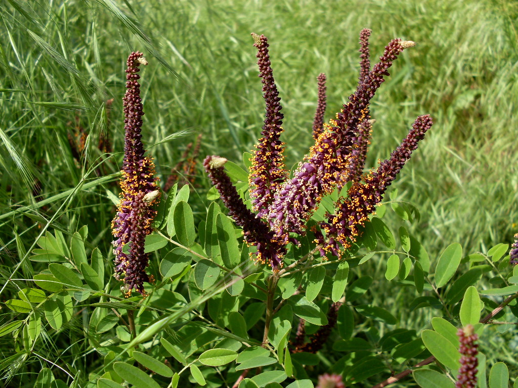 Изображение особи Amorpha fruticosa.