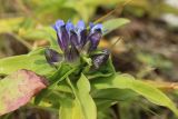 Gentiana cruciata. Верхушка цветущего растения (слева - лист другого растения). Новгородская обл., геологический памятник \"Ильменский глинт\", окр. дер. Ретлё, побережье оз. Ильмень, суходольный злаково-разнотравный луг на известняке, низкотравный участок (на заброшенной дороге?). 25.07.2023.