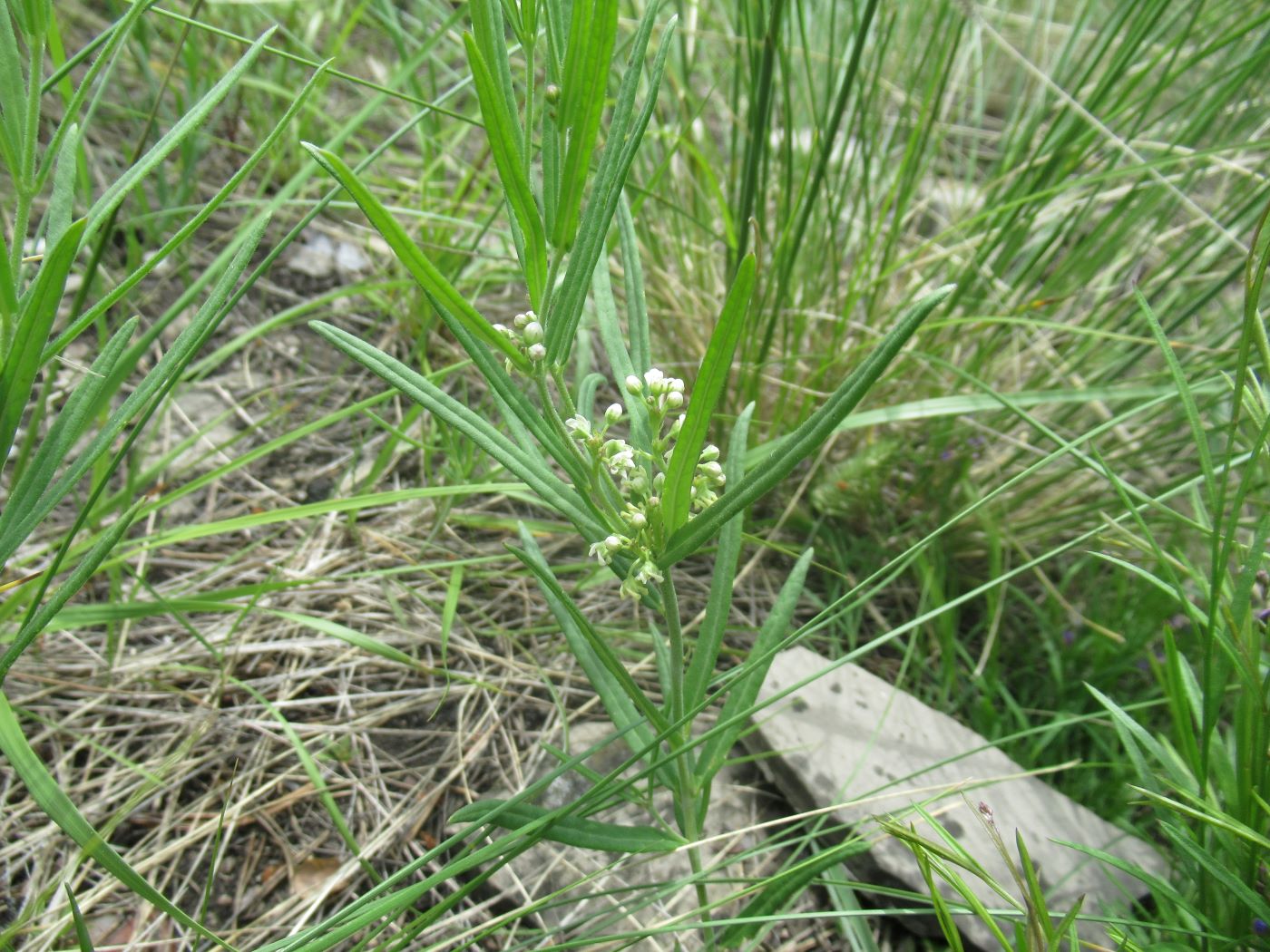 Image of Vincetoxicum sibiricum specimen.