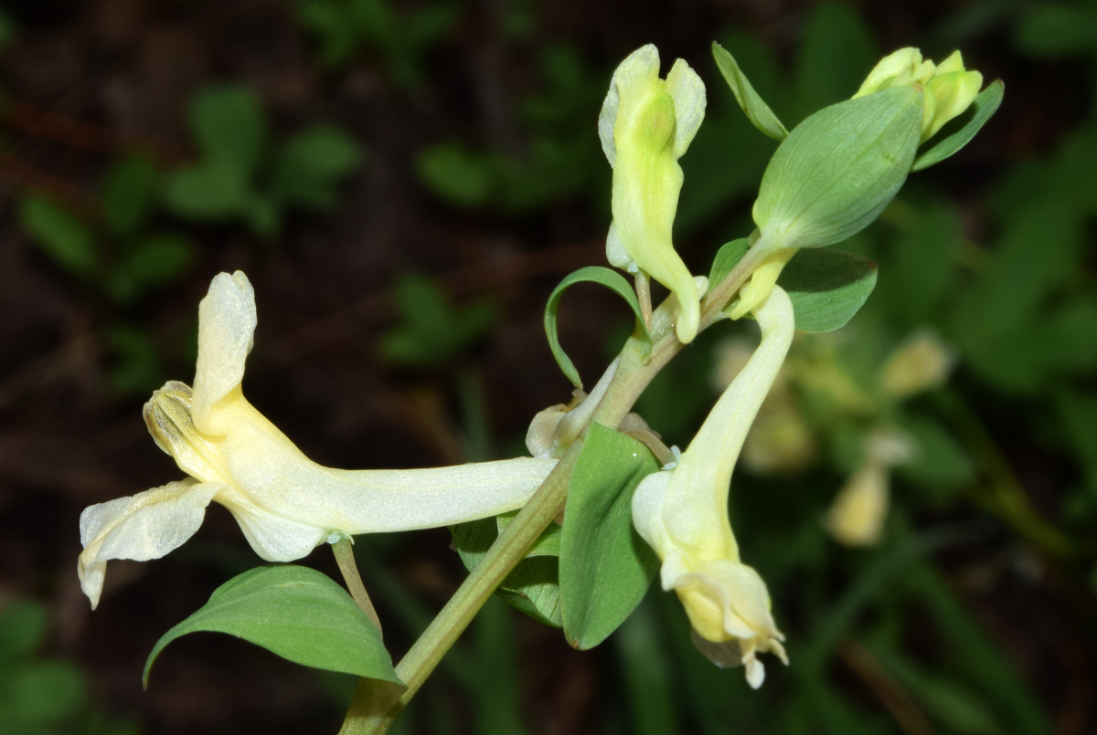 Изображение особи Corydalis marschalliana.