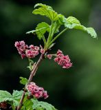 Ribes atropurpureum. Верхушка ветви с соцветиями. Хакасия, Орджоникидзевский р-н, верховья р. Правая Сарала, опушка смешанного леса. 08.06.2022.