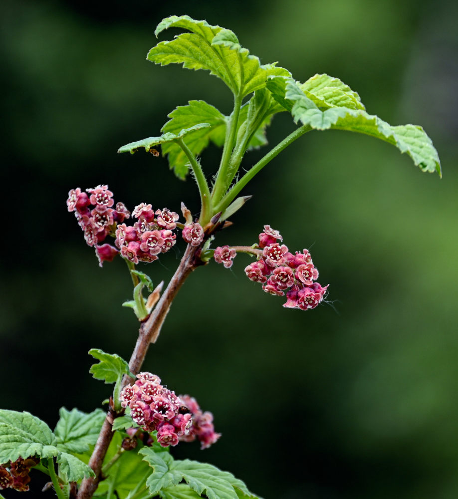 Image of Ribes atropurpureum specimen.