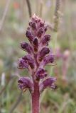 Orobanche pubescens