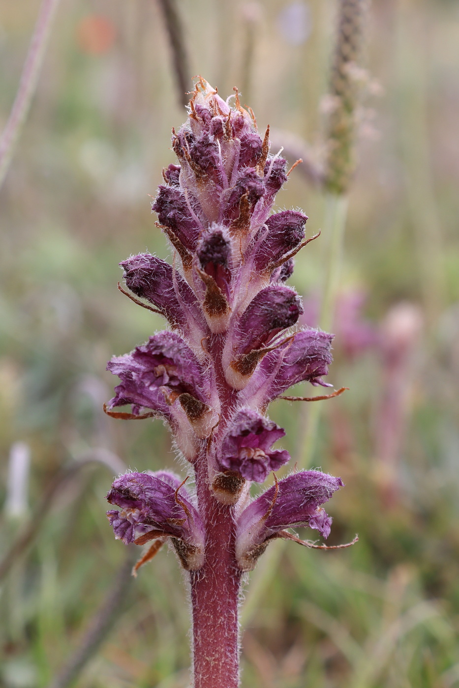 Изображение особи Orobanche pubescens.