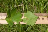 Crataegus dipyrena. Листья (вид с адаксиальной и абаксиальной сторон). Краснодарский край, Темрюкский р-н, гора Дубовый Рынок, остепнённый луг. 20.05.2017.