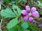 Rubus arcticus