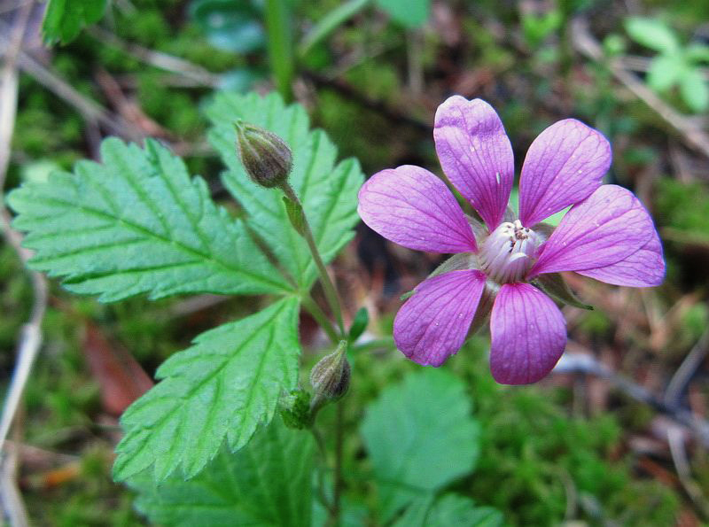 Image of Rubus arcticus specimen.