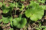 Ranunculus cassubicus
