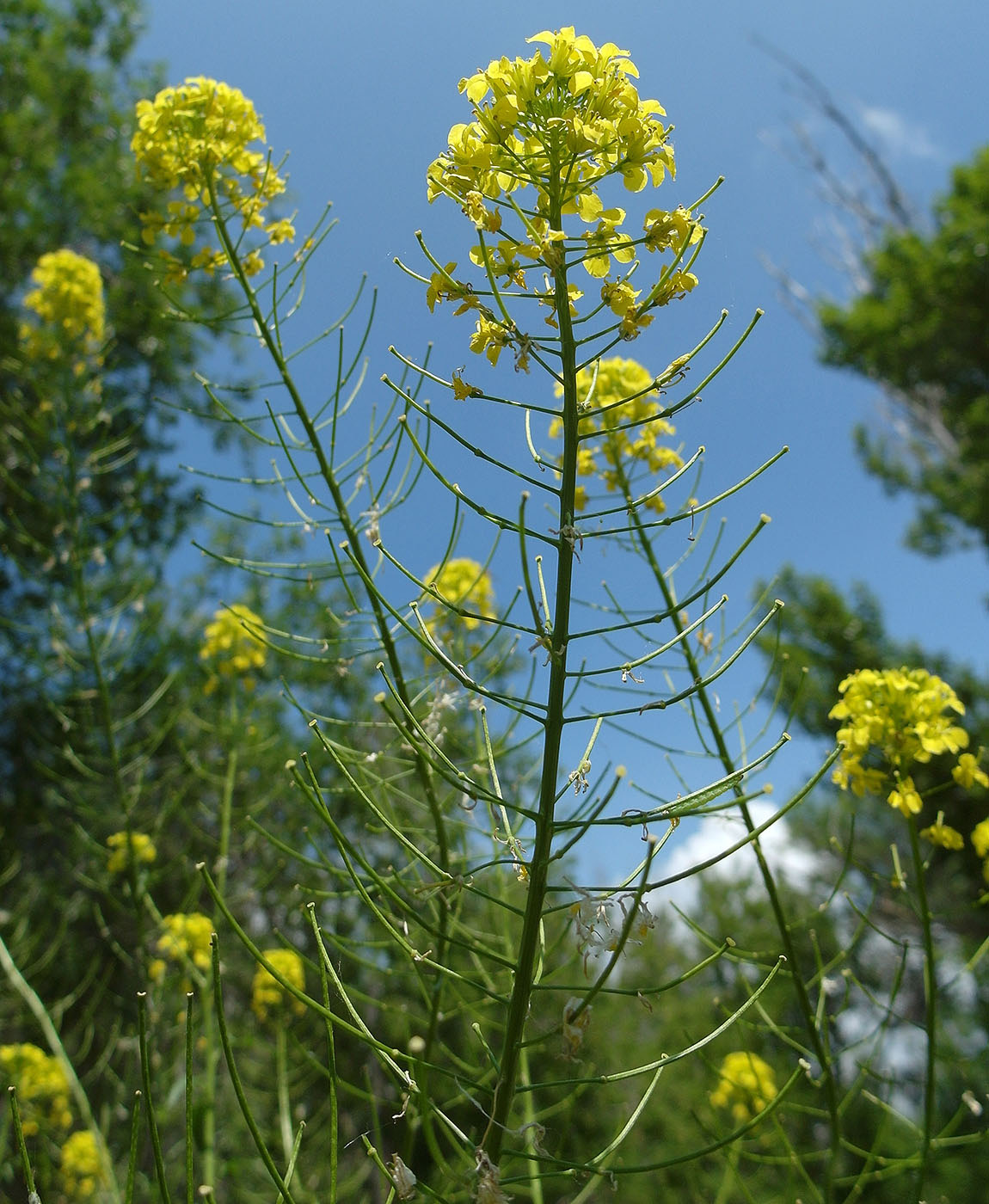 Image of Sisymbrium loeselii specimen.