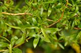 Salix matsudana
