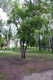 Acer tataricum. Внешний вид. Псковская обл., г. Псков, Детский сад. 05.06.2006.
