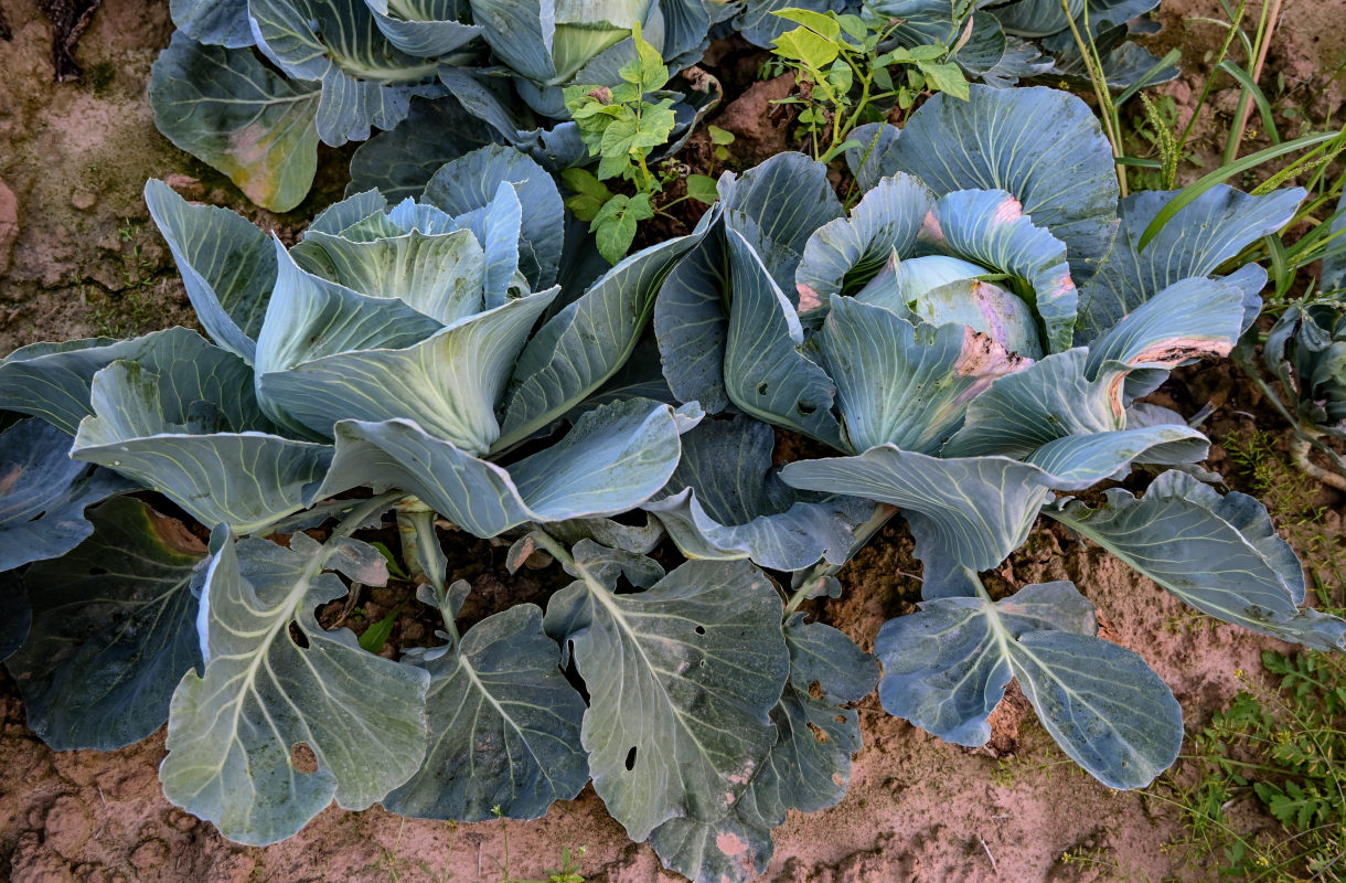 Image of Brassica oleracea var. capitata specimen.