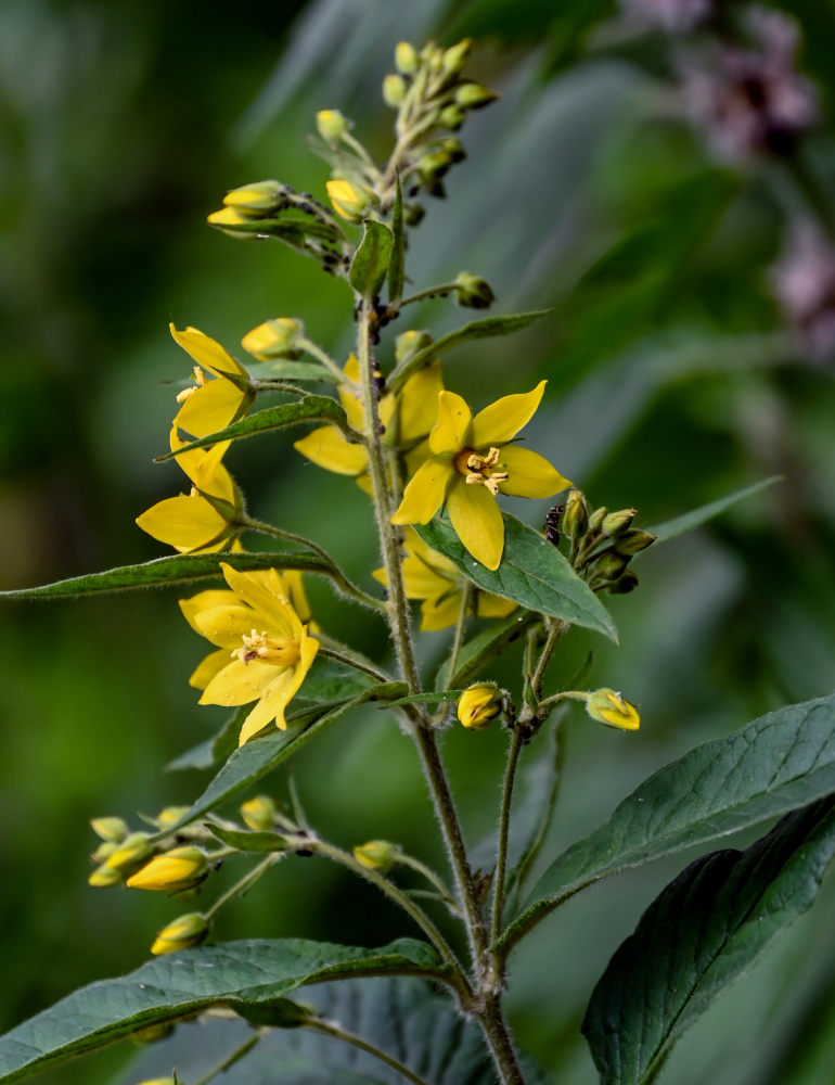 Image of Lysimachia vulgaris specimen.