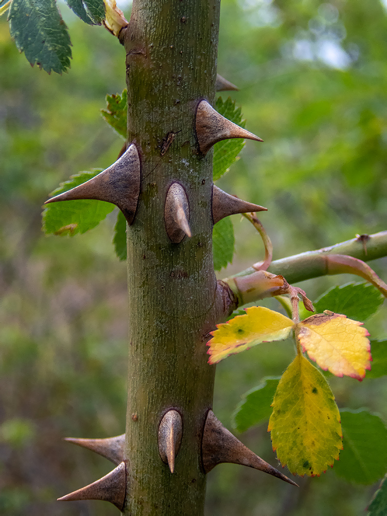 Изображение особи Rosa corymbifera.