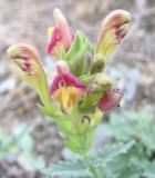 Scutellaria mesostegia