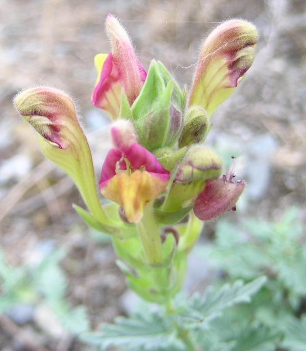 Изображение особи Scutellaria mesostegia.