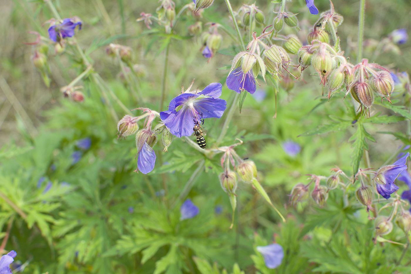 Image of Geranium pratense specimen.
