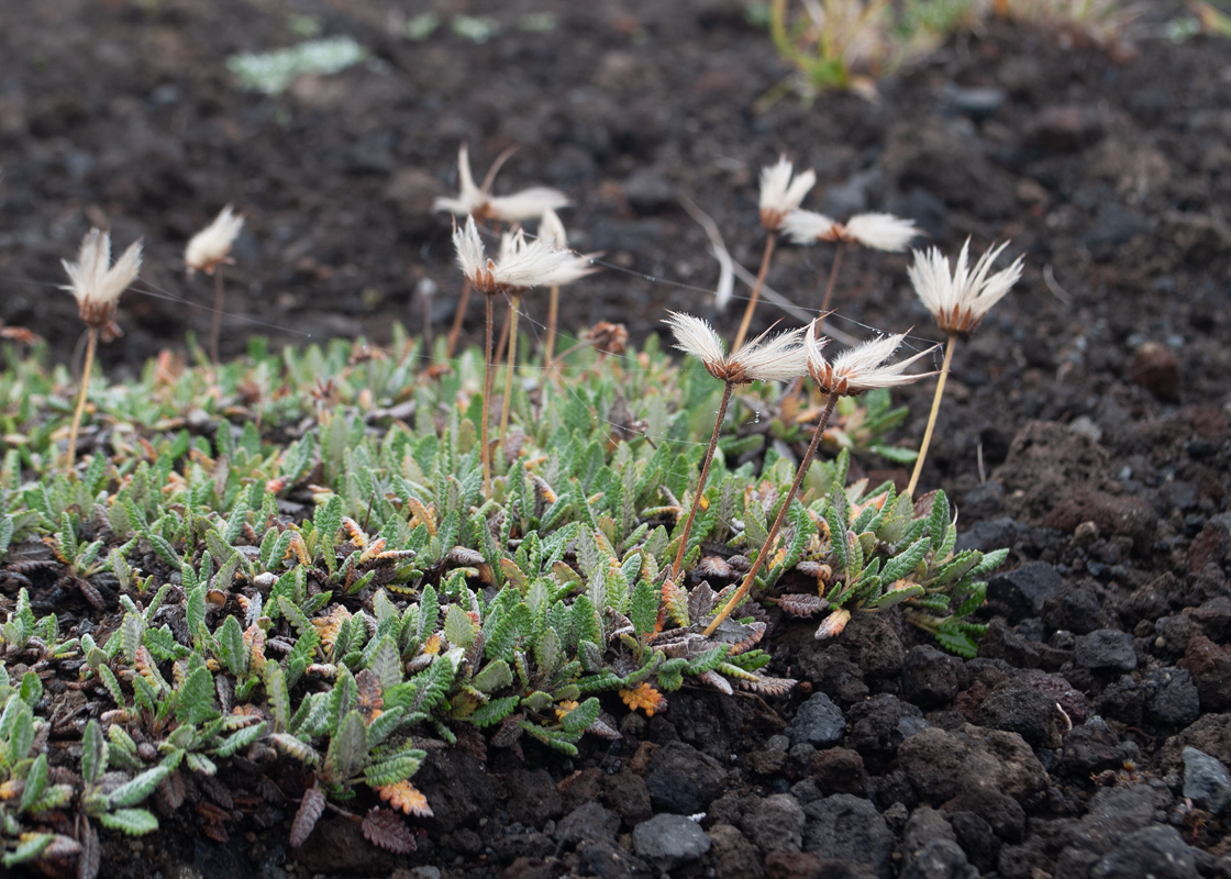Изображение особи Dryas punctata.