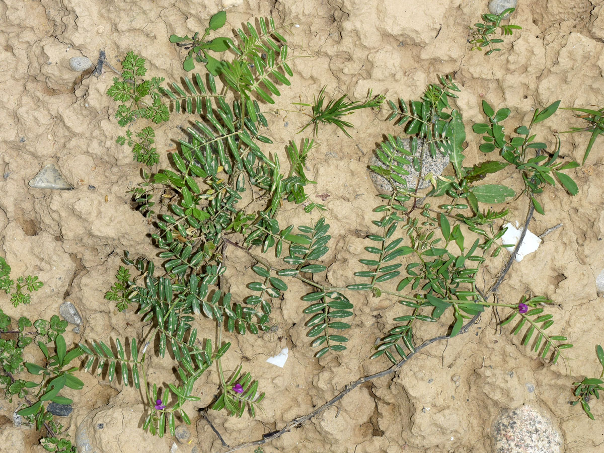 Изображение особи Vicia angustifolia.