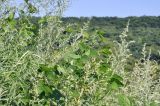 Glycine soja