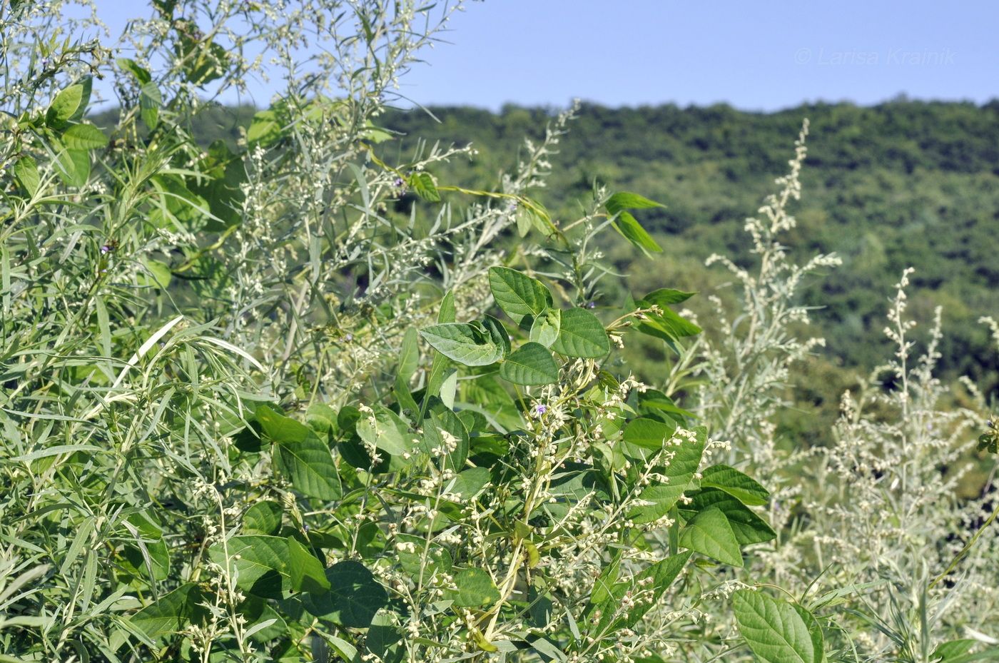 Image of Glycine soja specimen.