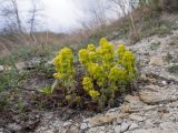 Cruciata laevipes