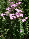 Linum hypericifolium