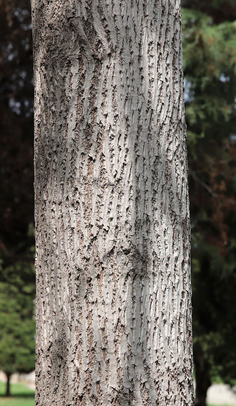 Image of Liriodendron tulipifera specimen.
