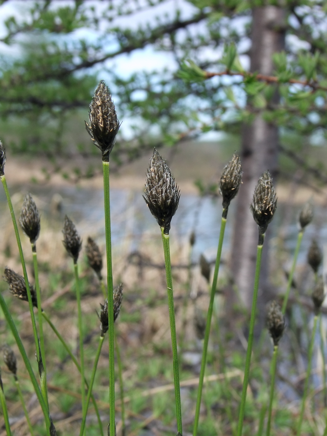 Image of Eriophorum brachyantherum specimen.