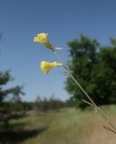 Смотреть изображение Linaria dulcis