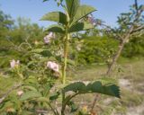Rosa canina. Часть молодого побега. Краснодарский край, Крымский р-н, окр. станицы Неберджаевская, ур. Темрючки, заброшенный мергелевый карьер, на отвале грунта. 06.06.2025.