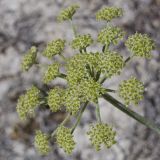 Zosima absinthifolia